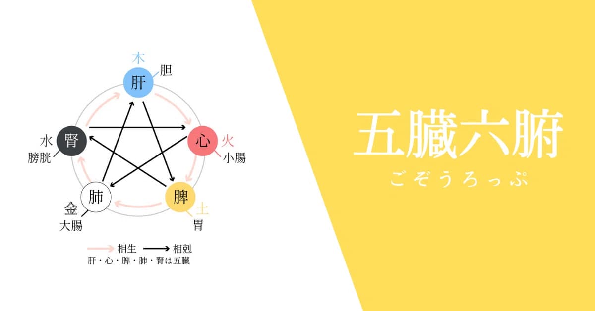 五臓六腑にしみわたる〜!の五臓六腑ってなに?